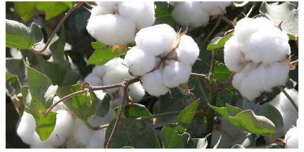 什么是脫脂棉球