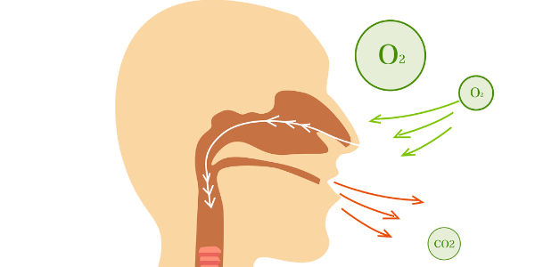 氧氣和我們身體的不解之緣（開篇）